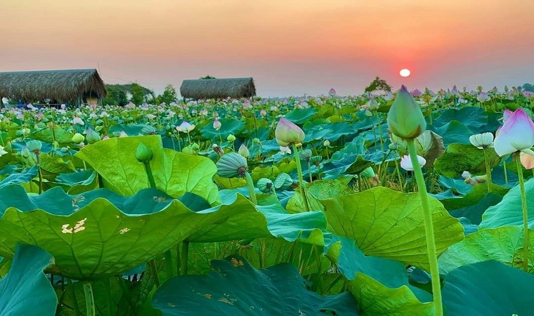 Đồng Sen Tháp Mười